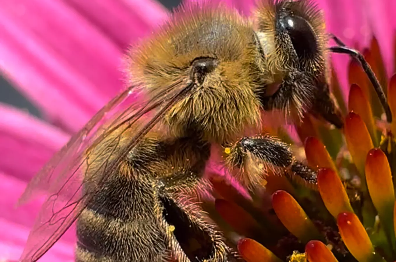 Medová Praha aneb Za včelami nejen na střechu