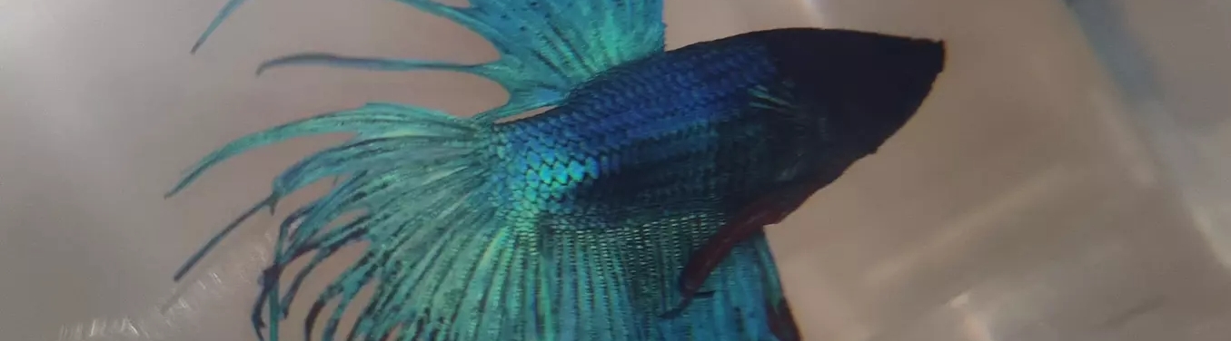 Ústecká burza akvarijních a terarijních zvířat