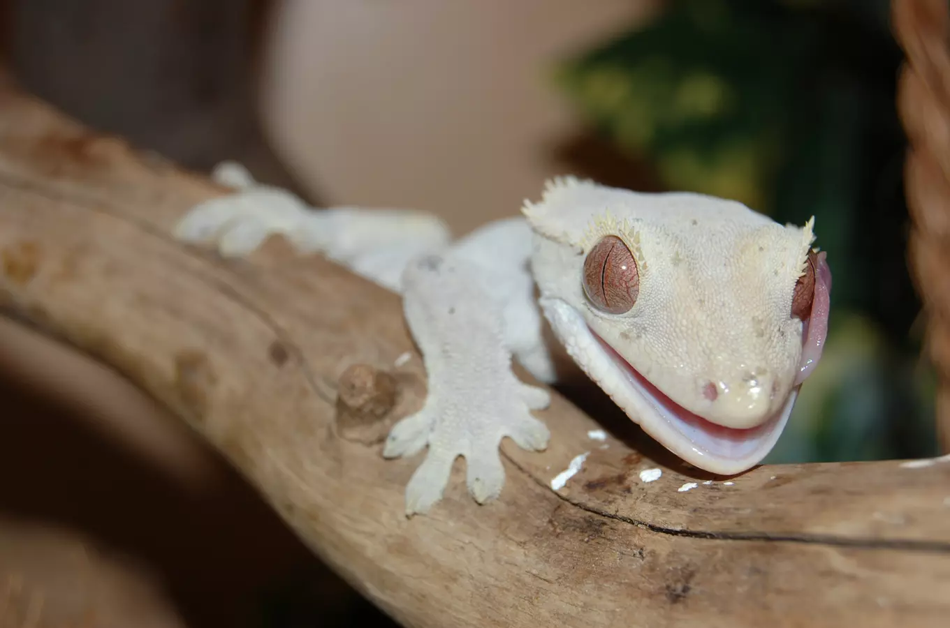 Plazí se to chladnokrevně ale s láskou