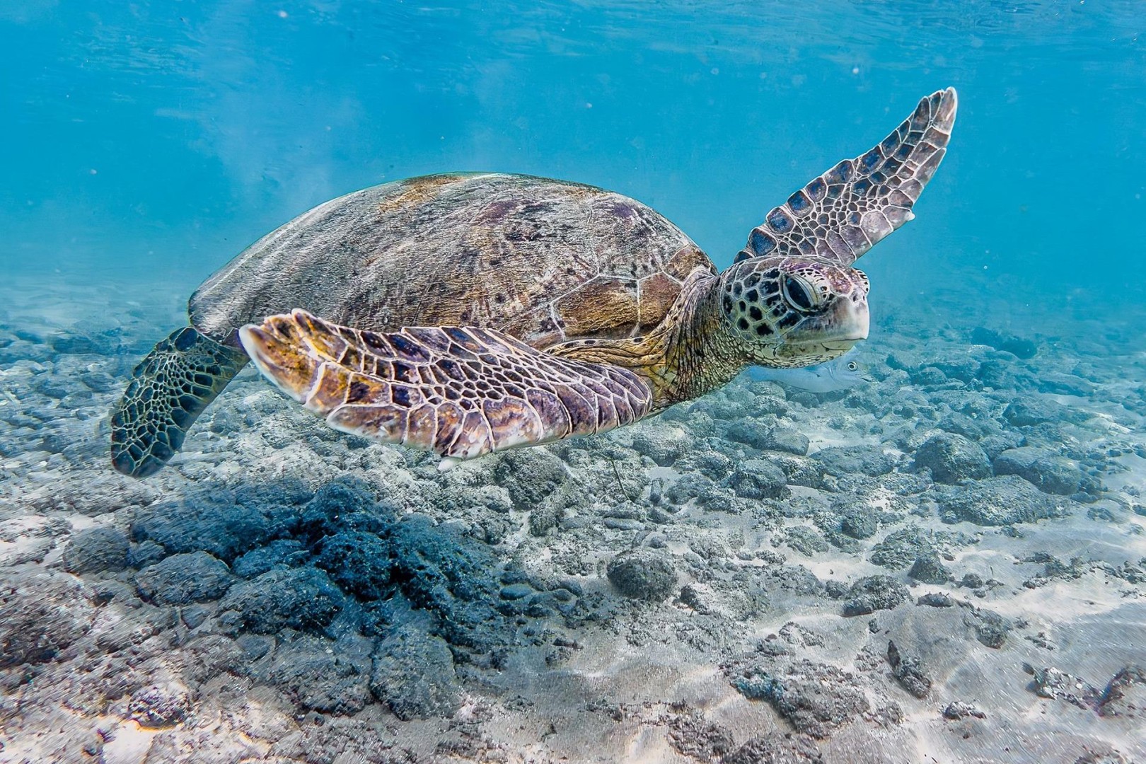 Příliš křehké krunýře - DOTEKY PLANETY 04