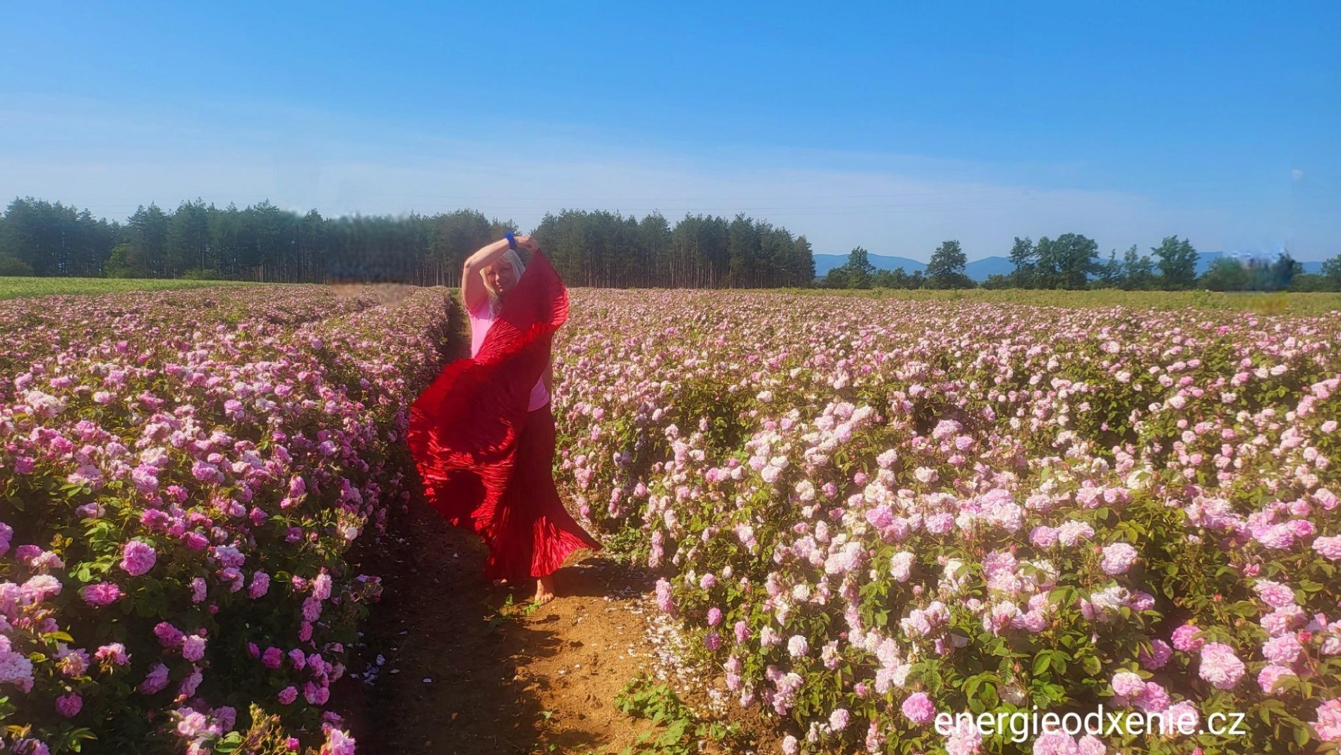 Růže 2 - cesta životem