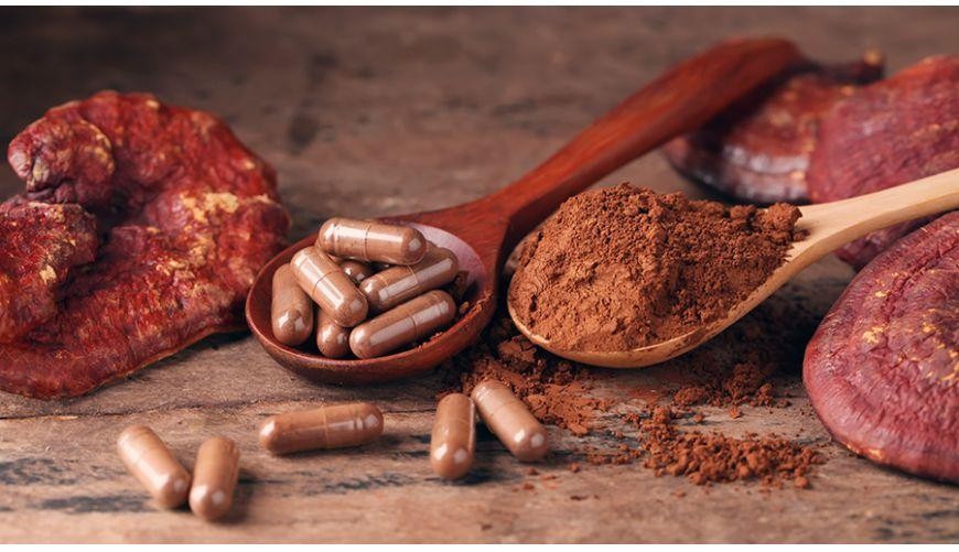 MYKOTERAPIE – síla léčivých hub v moderním životě