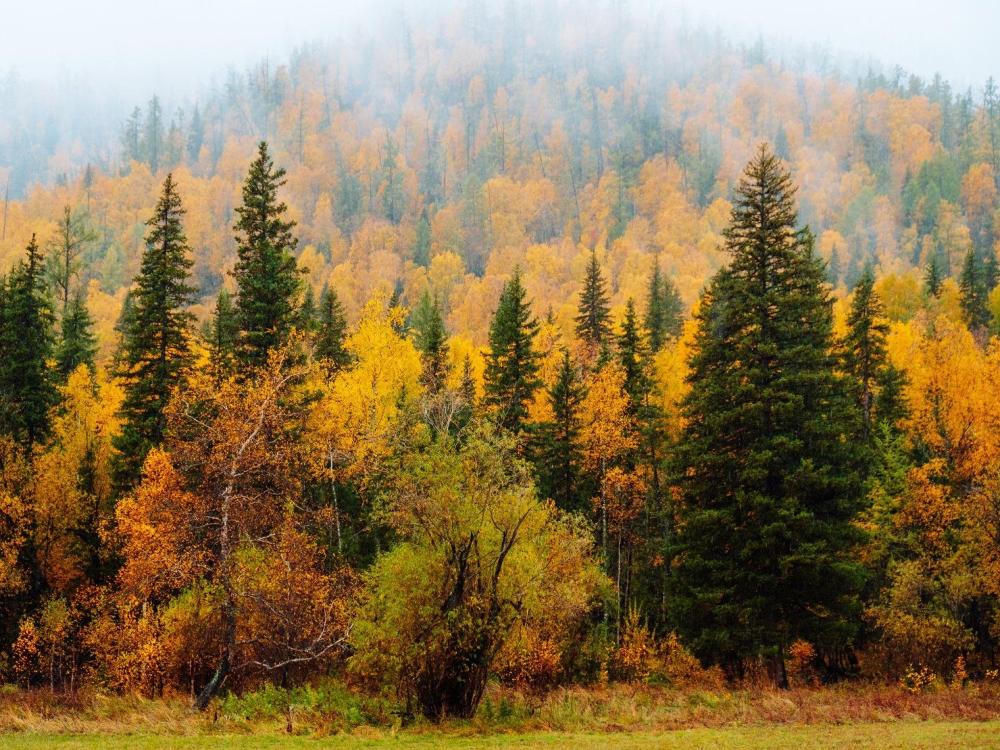 Výsadba stromů ve Velkých Popovicích 