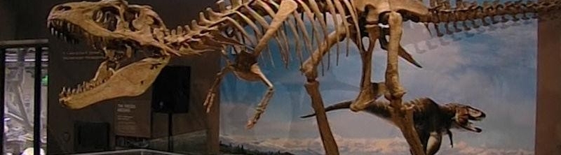 Dinosauria museum