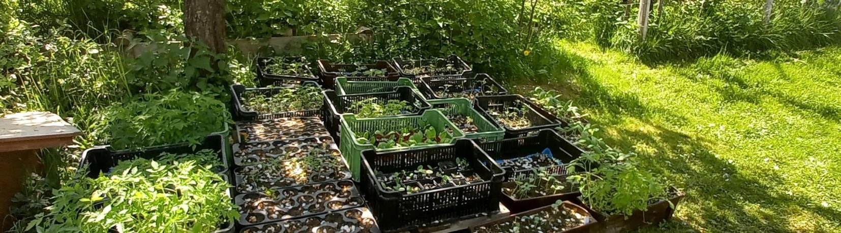 Kurz: jedlá lesní zahrada