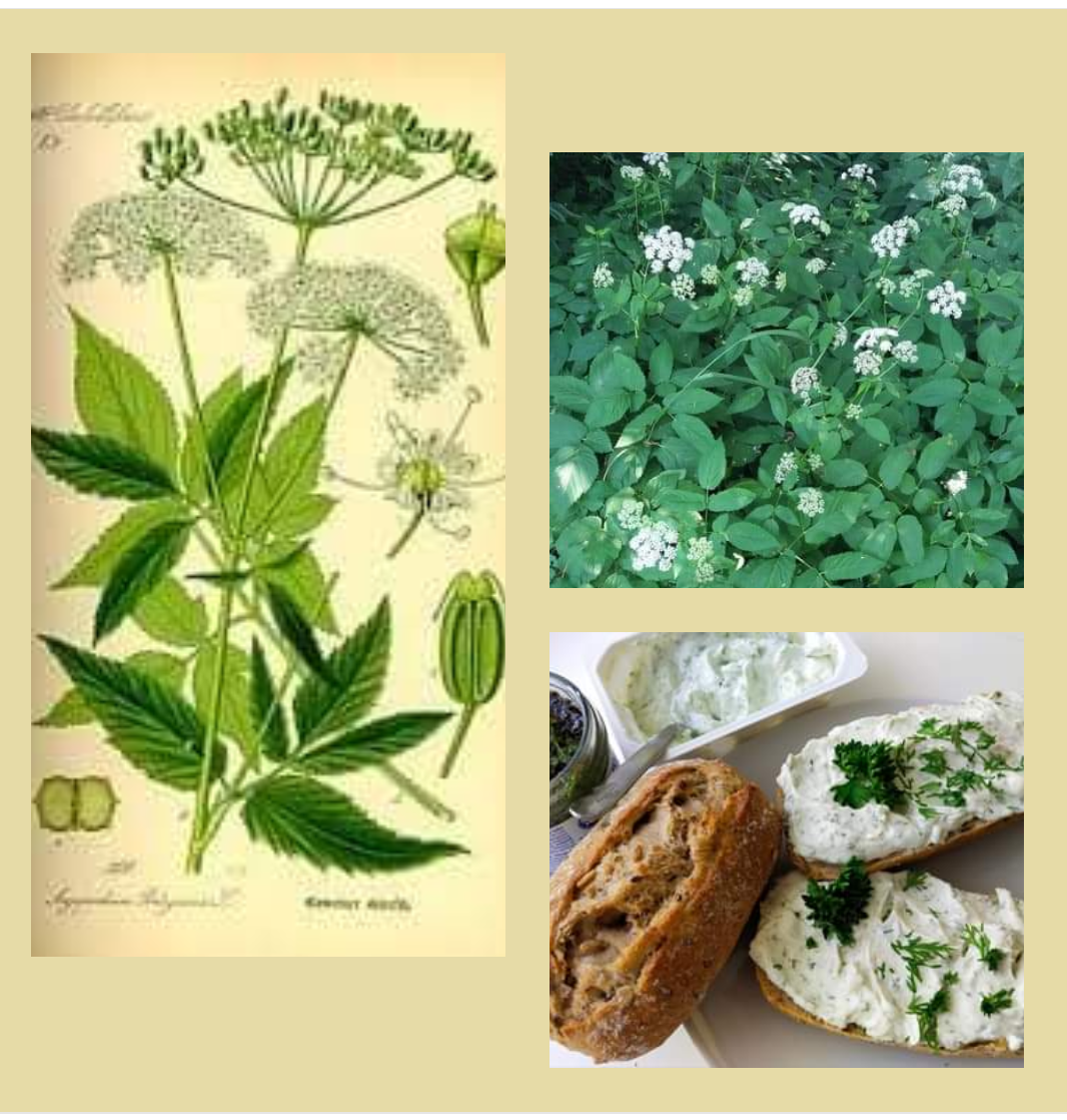 Bršlice kozí noha Bršlice kozí noha