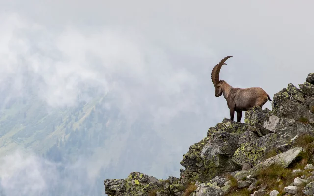 Kozoroh (Capricorn) ♑︎