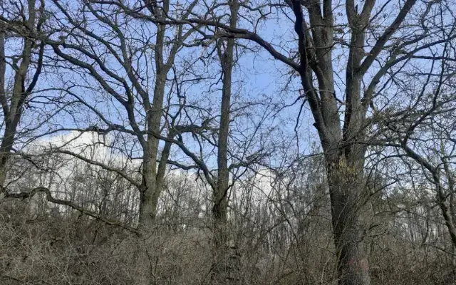 Zamyšlení nad malým obchvatem, lidstvem a Zlatým ...