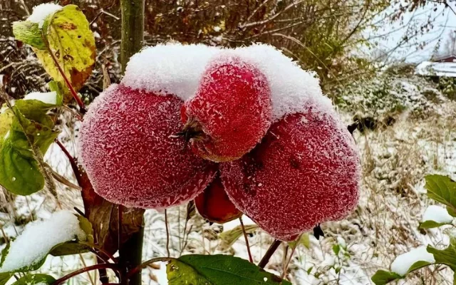 Ochranné vánoční rostliny