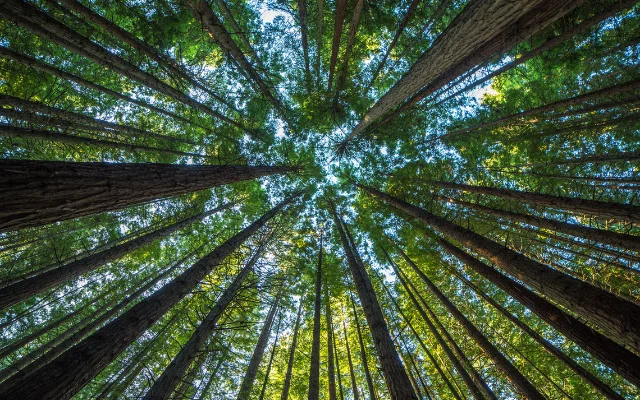 Jak vám může pomoci strom?