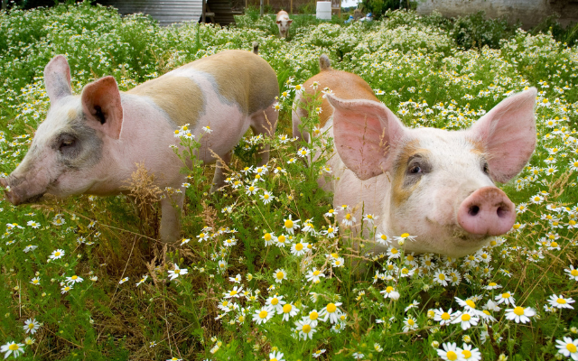 SLYŠENÍ U SOUDNÍHO DVORA EU ZA KONEC DOBY KLECOVÉ