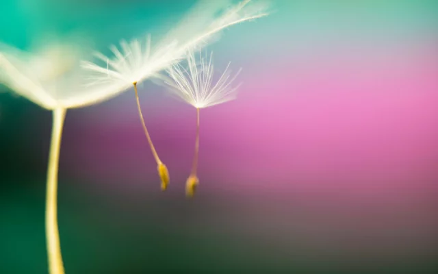 Veronika Wildová - Kapitola 15 - Lyra (z Ellori, ...