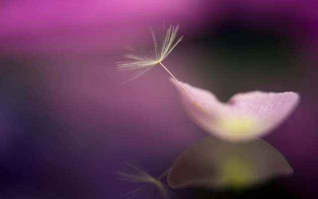 Veronika Wildová - Kapitola 7. - Ženská esence (z ...