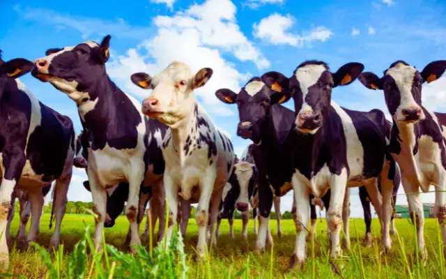 Pro zvířata,lidi i planetu