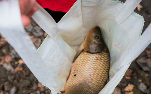 Kampaň za ukončení prodeje živých kaprů do ...