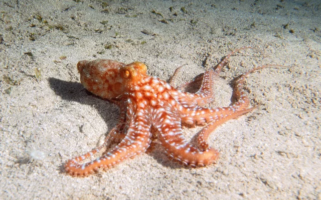 Rostoucí hrozba velkochovu chobotnic a ...