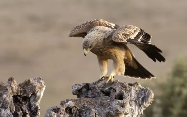 Ornitologové v ČR evidovali 34 párů orlů ...