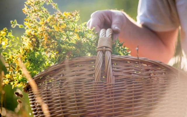 Bylinková sklizeň Bylinková sklizeň
