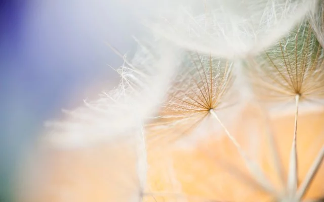 Veronika Wildová - Kapitola 1. - Ellori, Příběh ...