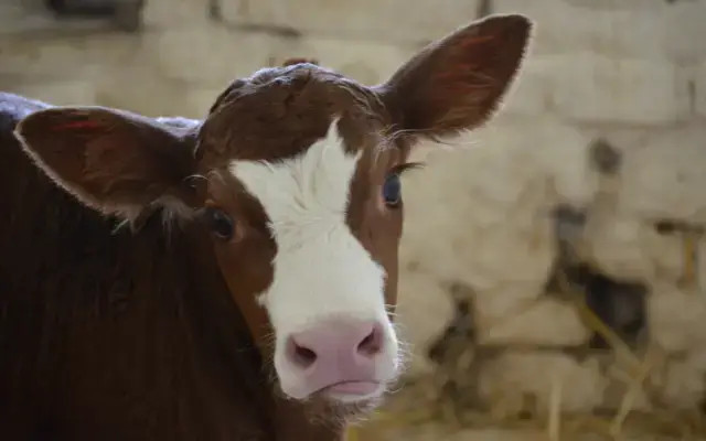 Pomozte zastavit utrpení zvířat