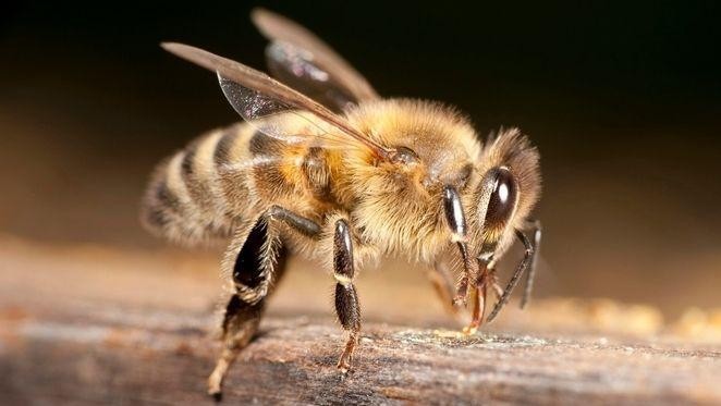 Léčba včelím jedem - Apiterapie