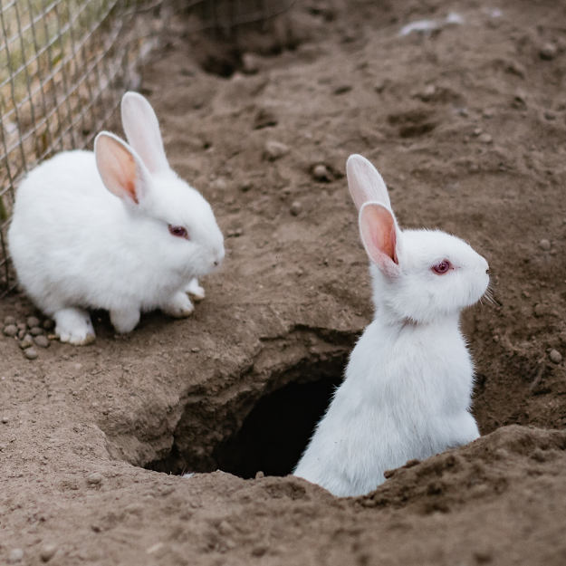 Člověk, který chytá dva králíky, nechytí ani ...