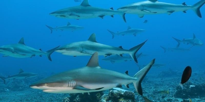 Co je to finning žraloků?