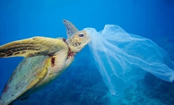 Jak může každý člověk chránit oceány z domova?