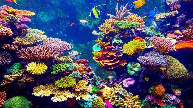Co se děje s korálovými útesy?