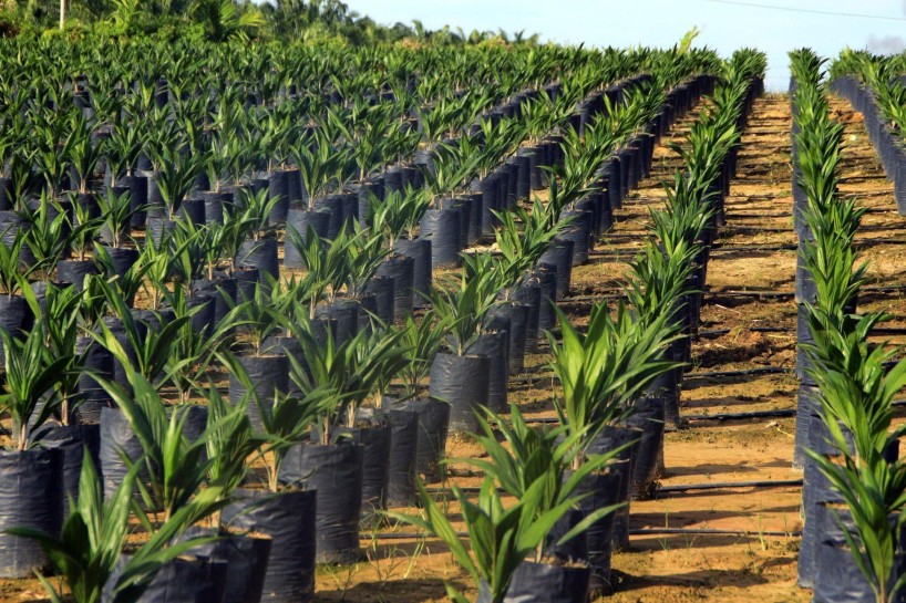 Důsledky palmového oleje Důsledky palmového oleje