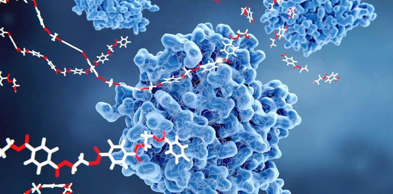 Enzymy bez kofaktorů - proč tělo „nefunguje”, ...