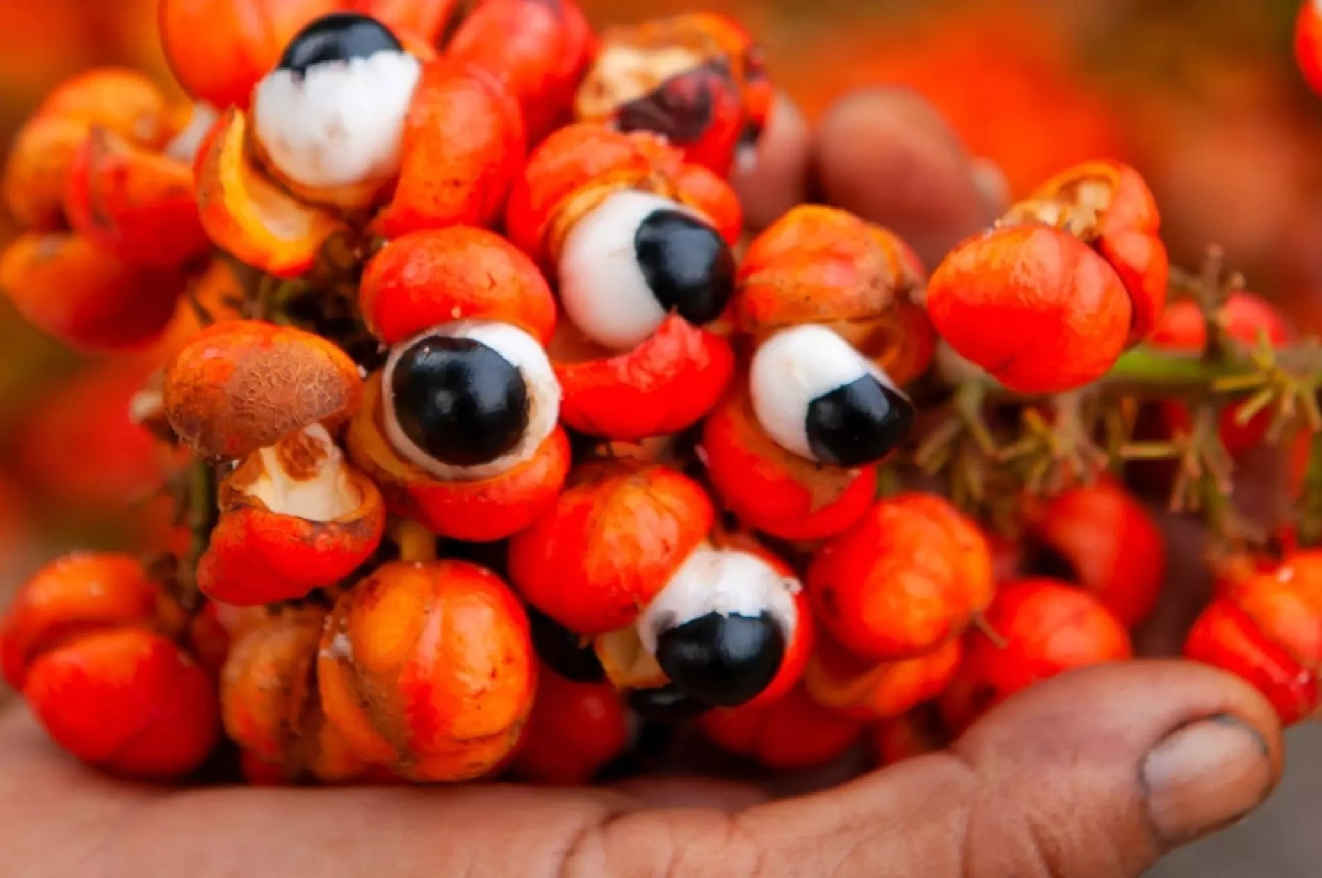 Co je to Guarana? Co je to Guarana?