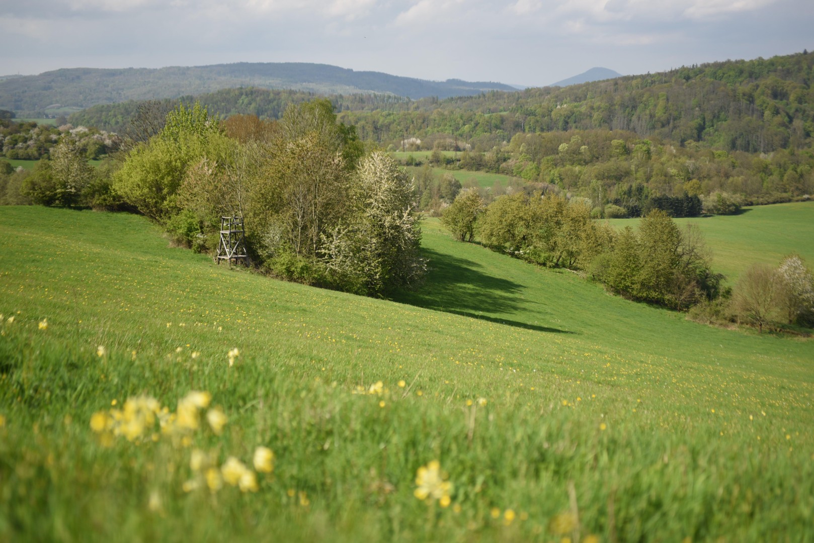 Brvohořík Brvohořík