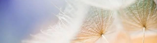 Veronika Wildová: Ellori - Příběh duše 