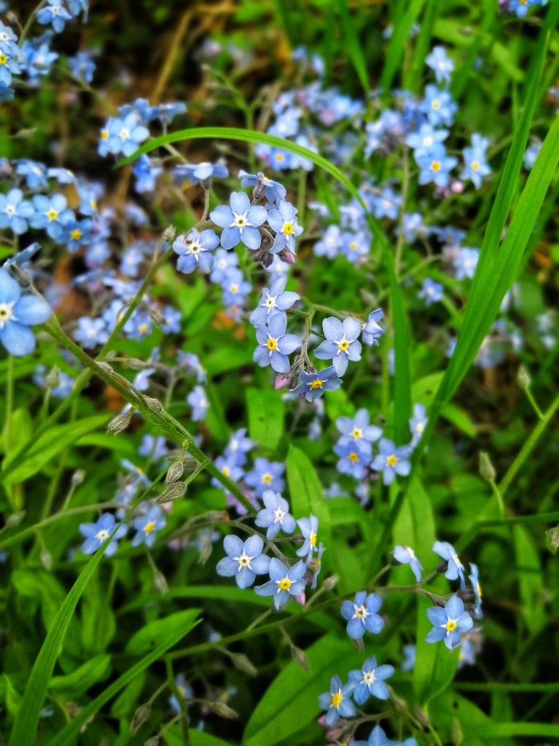 Příroda kolem nás 